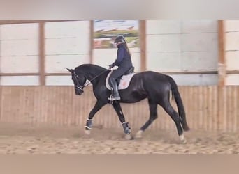 Baden Wuerttemberg, Gelding, 4 years, 17 hh, Black
