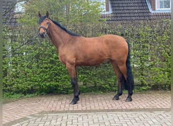 Baden Wuerttemberg, Gelding, 4 years, 17 hh, Brown