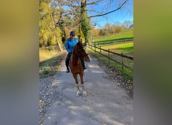 Baden Wuerttemberg, Gelding, 5 years, 15,2 hh, Chestnut-Red