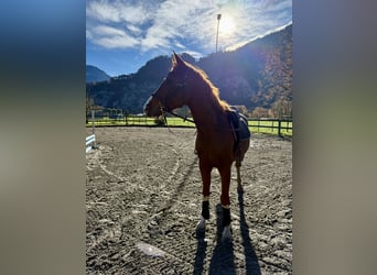 Baden Wuerttemberg, Gelding, 5 years, 15,2 hh, Chestnut-Red
