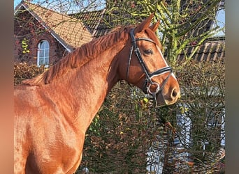 Baden Wuerttemberg, Gelding, 5 years, 16,1 hh, Chestnut-Red