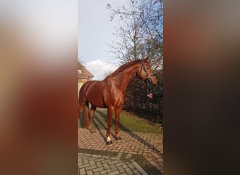 Baden Wuerttemberg, Gelding, 5 years, 16,1 hh, Chestnut-Red