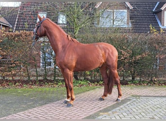 Baden Wuerttemberg, Gelding, 5 years, 16,1 hh, Chestnut-Red