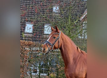 Baden Wuerttemberg, Gelding, 5 years, 16,1 hh, Chestnut-Red