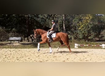 Baden Wuerttemberg, Gelding, 5 years, 16.2 hh, Chestnut-Red