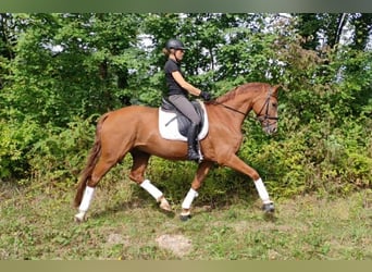 Baden Wuerttemberg, Gelding, 5 years, 16,2 hh, Chestnut-Red