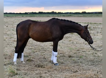 Baden Wuerttemberg, Gelding, 5 years, 16 hh