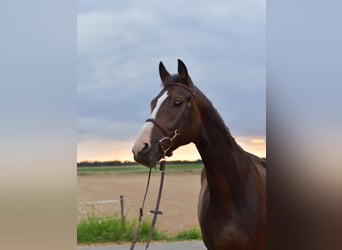 Baden Wuerttemberg, Gelding, 5 years, 16 hh