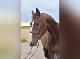 Baden Wuerttemberg, Gelding, 5 years, 16 hh