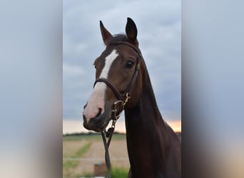 Baden Wuerttemberg, Gelding, 5 years, 16 hh