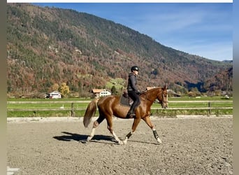 Baden Wuerttemberg, Gelding, 5 years, 16 hh