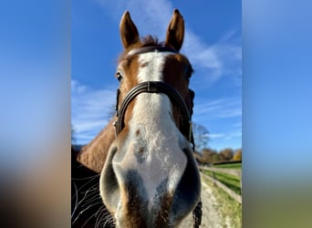 Baden Wuerttemberg, Gelding, 5 years, 16 hh