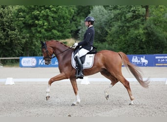 Baden Wuerttemberg, Gelding, 5 years, 16,1 hh, Chestnut-Red