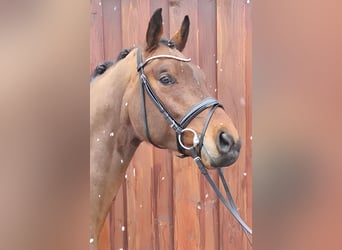 Baden Wuerttemberg, Gelding, 5 years, 16,2 hh, Brown
