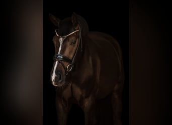 Baden Wuerttemberg, Gelding, 5 years, 17 hh, Bay-Dark