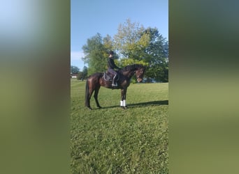 Baden Wuerttemberg, Gelding, 5 years, 17,1 hh, Bay-Dark