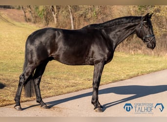 Baden Wuerttemberg, Gelding, 5 years, 18 hh, Black