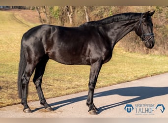 Baden Wuerttemberg, Gelding, 5 years, 18 hh, Black