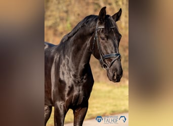 Baden Wuerttemberg, Gelding, 5 years, 18 hh, Black