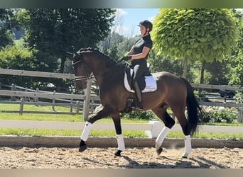 Baden Wuerttemberg, Gelding, 6 years, 16.3 hh, Brown