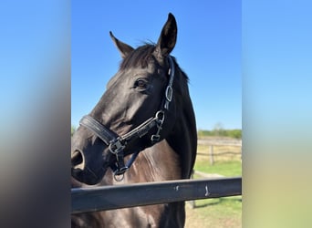 Baden Wuerttemberg, Gelding, 6 years, 17 hh