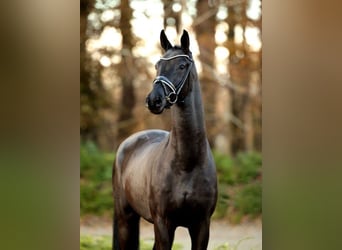 Baden Wuerttemberg, Gelding, 6 years, 17 hh
