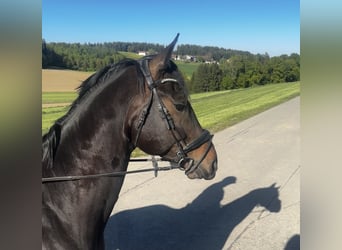 Baden Wuerttemberg, Gelding, 7 years, 16.2 hh, Bay-Dark