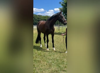 Baden Wuerttemberg, Gelding, 7 years, 18 hh, Bay-Dark
