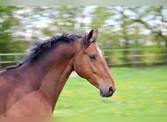 Baden Wuerttemberg, Gelding, 8 years, 16,1 hh, Brown