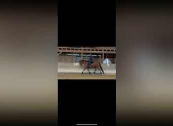 Baden Wuerttemberg, Gelding, 8 years, 16,2 hh, Chestnut-Red