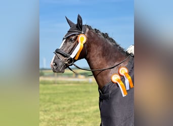 Baden Wuerttemberg, Gelding, 8 years, 16,3 hh, Black