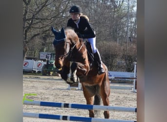Baden Wuerttemberg, Gelding, 8 years, 17 hh, Brown