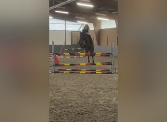 Baden Wuerttemberg, Gelding, 8 years, 17 hh, Brown