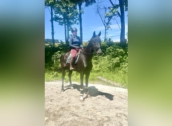 Baden Wuerttemberg, Gelding, 8 years, 17,1 hh, Black