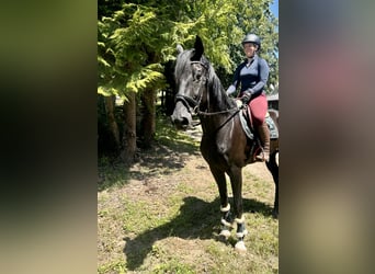 Baden Wuerttemberg, Gelding, 8 years, 17,1 hh, Black