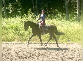 Baden Wuerttemberg, Gelding, 8 years, 17,1 hh, Black