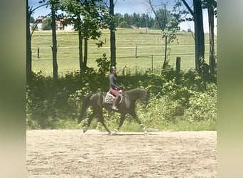 Baden Wuerttemberg, Gelding, 8 years, 17,1 hh, Black