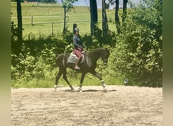 Baden Wuerttemberg, Gelding, 8 years, 17,1 hh, Black