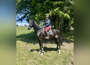 Baden Wuerttemberg, Gelding, 8 years, 17,1 hh, Black