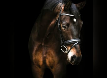 Baden Wuerttemberg, Gelding, 9 years, 16,2 hh, Bay-Dark