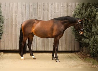 Baden Wuerttemberg, Gelding, 9 years, 16,2 hh, Bay-Dark