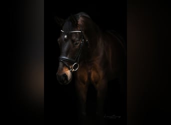 Baden Wuerttemberg, Gelding, 9 years, 16,2 hh, Bay-Dark