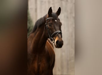 Baden Wuerttemberg, Gelding, 9 years, 16,2 hh, Bay-Dark