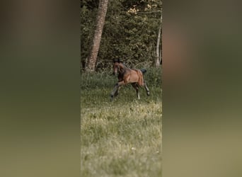 Baden Wuerttemberg, Hingst, 1 år, 140 cm, Mörkbrun