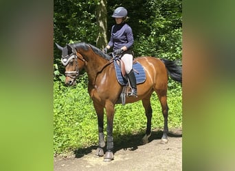 Baden Wuerttemberg, Mare, 10 years, 16.1 hh, Brown
