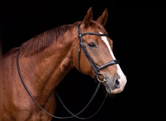 Baden Wuerttemberg, Mare, 10 years, 16.1 hh
