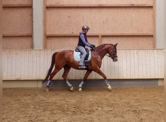 Baden Wuerttemberg, Mare, 10 years, 16.1 hh
