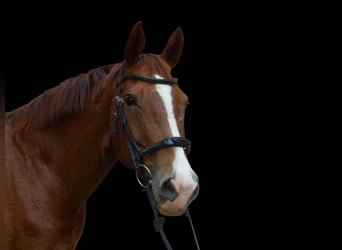 Baden Wuerttemberg, Mare, 10 years, 16.1 hh