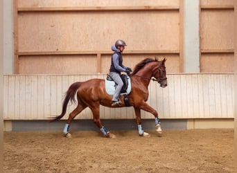 Baden Wuerttemberg, Mare, 10 years, 16.1 hh