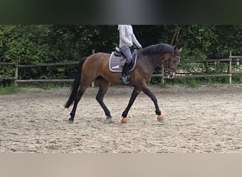 Baden Wuerttemberg, Mare, 10 years, 16 hh, Brown